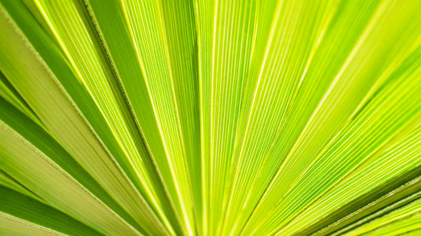istock Close up of Palm leaf. Green palm tree leaf close up background. 2157073924