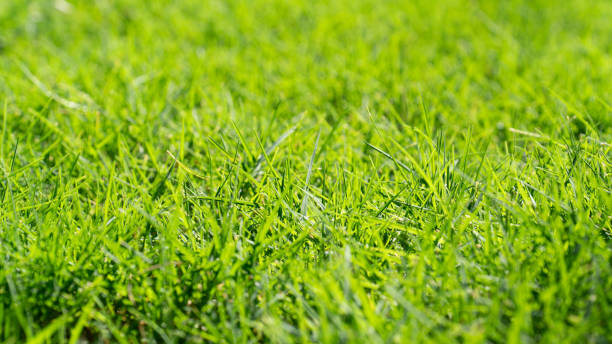 istock Close up of Palm leaf. Green palm tree leaf close up background. 2157074326