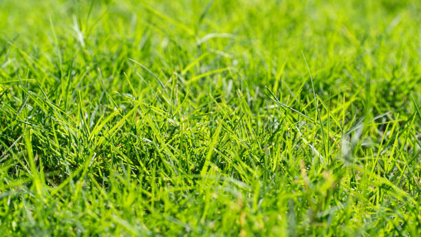istock Close up of Palm leaf. Green palm tree leaf close up background. 2157074410
