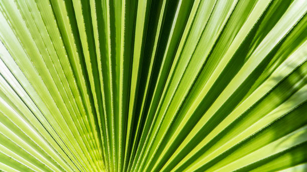 istock Close up of Palm leaf. Green palm tree leaf close up background. 2157074490