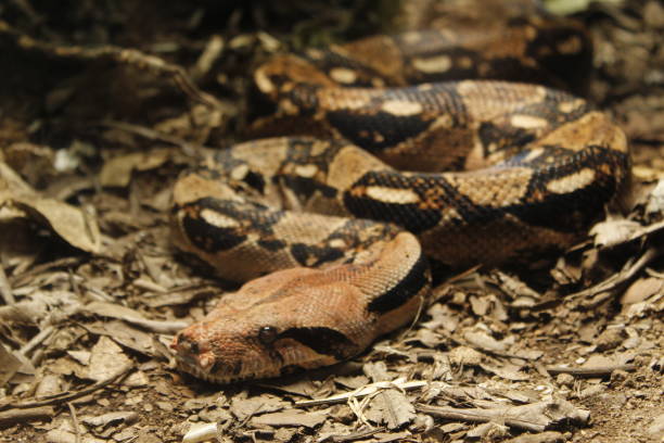 istock a snake that is on some leaves in the dirt, 2157074679