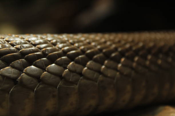 A snake peers into an empty, dark space below