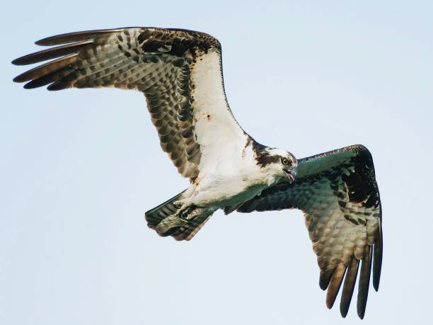 istock an ospreion flies in a clear blue sky while looking for prey 2157074726