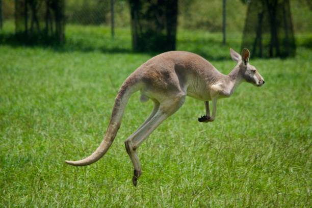 A kangaroo mid-jump in a grassy field with a blurred background of trees and a fence in Brisbane Australia