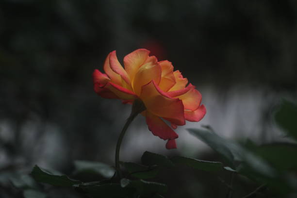orange golden rose blooming, feature beautiful  single flower