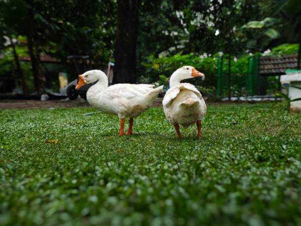 istock two ducks standing on top of a lush green field on grass 2157075683