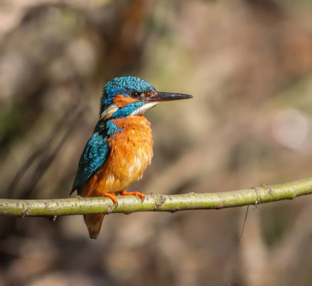 istock Vibrant kingfisher perched on a branch with a blurred natural background. 2157075883