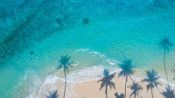 istock Summer palm tree  and Tropical beach with blue  of seashore background 2157078414