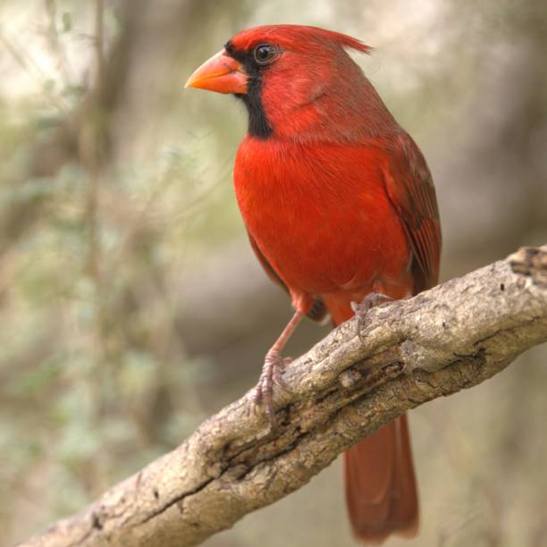 istock Northern Cardinal bird with dark eyes on a tree branch in a forest 2157079332