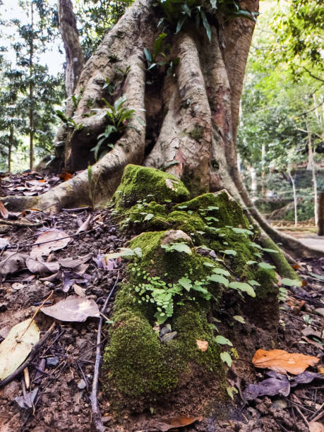 istock A moss-covered tree root near the Perlis, Malaysia, rainforest cave. 2157079387