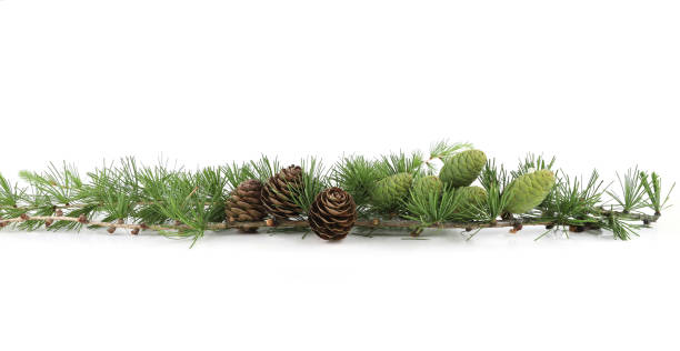 istock Branch of Larch with cones isolated on white background. 2157084186