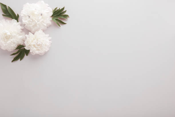 istock Fresh soft white peony flowers with leaves on light gray table background. Empty place for emotional, sentimental text, quote or sayings. Closeup. Top down view. 2157085126