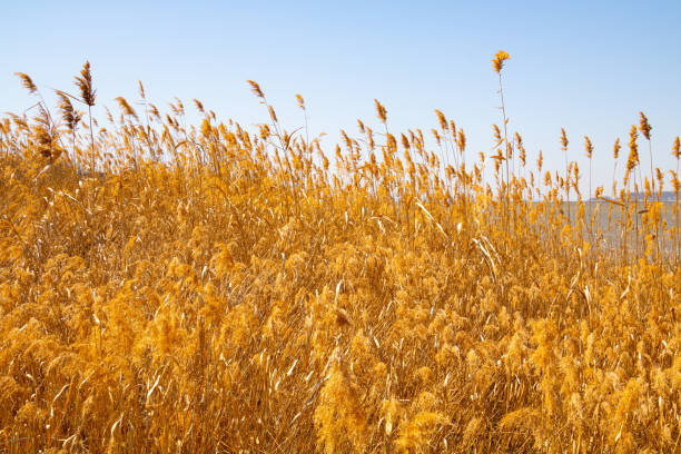 istock dry reeds in the field 2157086408