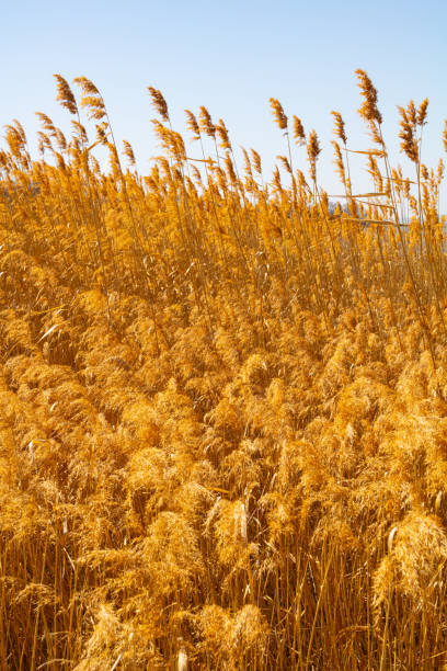 istock dry reeds in the field 2157086410