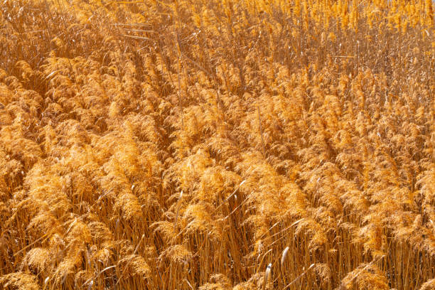 yellow reeds in the fall fields
