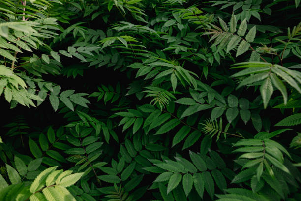 istock leaves on a bush on a dark natural background 2157086498