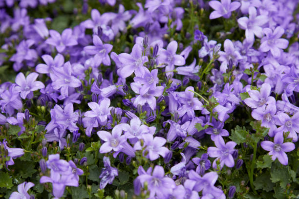 istock Campanula trachelium, bellflower with purple flowers texture background 2157086876