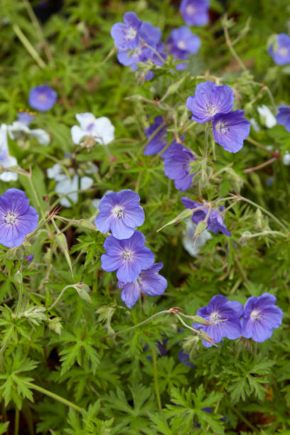 istock Geranium Brookside or Cranesbill herb with purple flowers 2157086989
