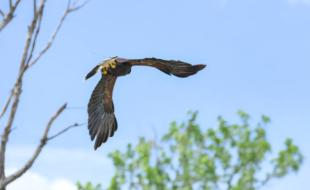 istock Harris hawks flying into the wind in clear skies 2157087977
