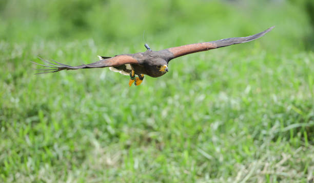Harris hawks flying into the wind in clear skies
