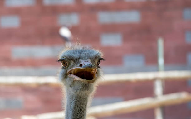 istock Close Up of Funny Ostrich Face in Captivity 2157091449