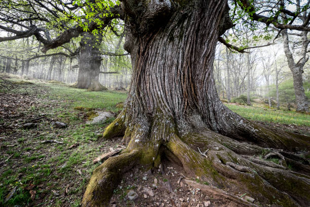 An Ancient Live Oak continues to stand firm after over a century. This tree continues to provide shade and beauty.