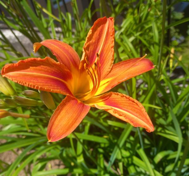 istock Lily flowers orange color bloom in summer 2157092056