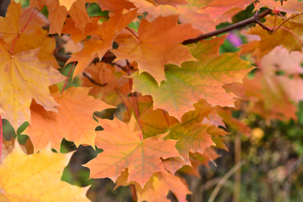 istock a maple tree with green and orange leaves 2157095301