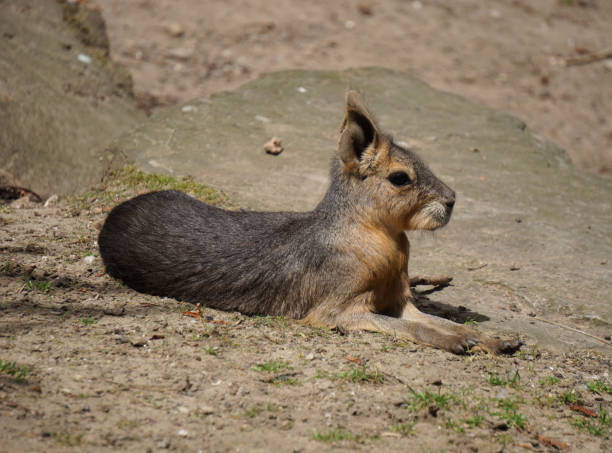 istock A close up of a mara on the ground 2157095595