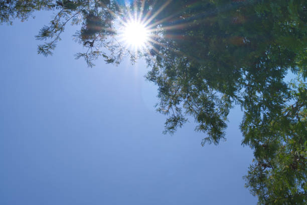 tree is in nature sun is shining with lens flare horizontal nature still