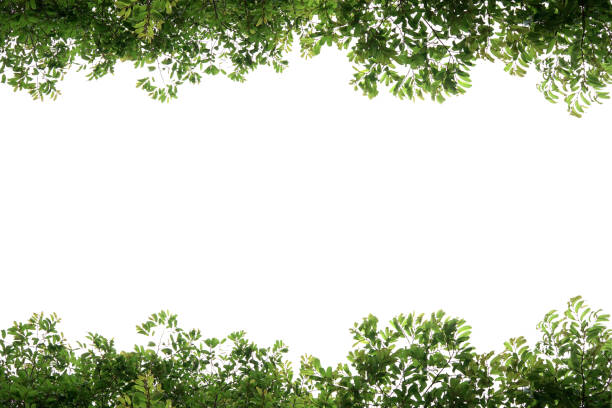 istock Green leaves, white background, space to work 2157097896