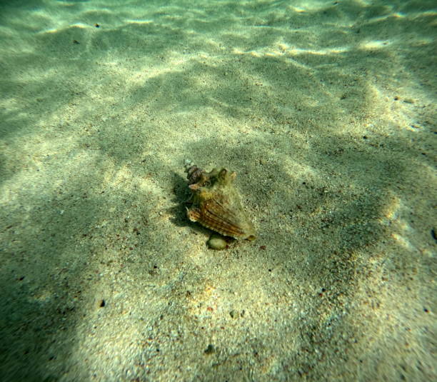istock queen conch underwater in the sand, strombus gigas 2157099581
