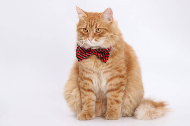 istock Orange cat wearing a red and black bow tie, sitting, looking forward, white background, indoor studio shot. Cat with a red butterfly on its neck 2157101262