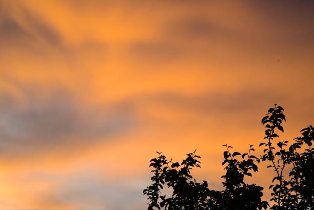 A magnificent orange sunset in the summer sky, clouds illuminated by the evening sun, silhouettes of the branches of an old apple tree, natural background, sunsets and sunrises, beauty and charm, parks and nature, summer.