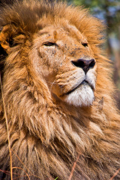 The King in the sun