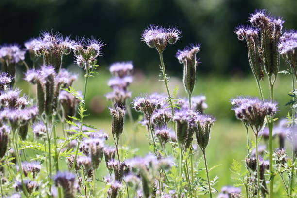 istock Flowering purple tansy-leaf phacelia (Phacelia tanacetifolia) plants in summer meadow 2157106992