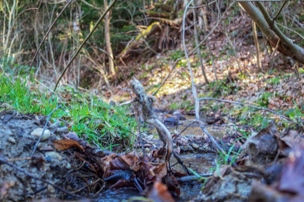 istock Forest - Europe, Romania, Suceava region, 2157107301