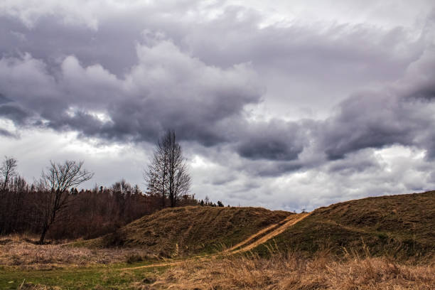 Forest - Europe, Romania, Suceava region,