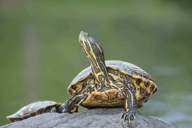 istock Close-up of a turtle basking on a rock in a natural setting with a blurred green background 2157107415