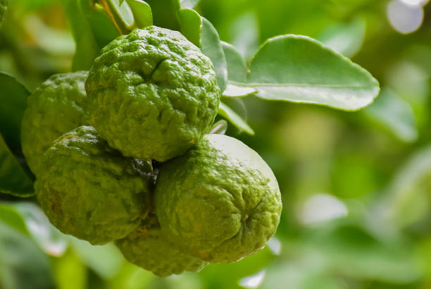 istock Kaffir limes or bergamot fruits 2157107477