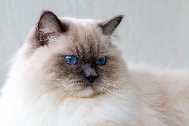 istock Cute pet ragdoll cat. Pet animal. 2157107497