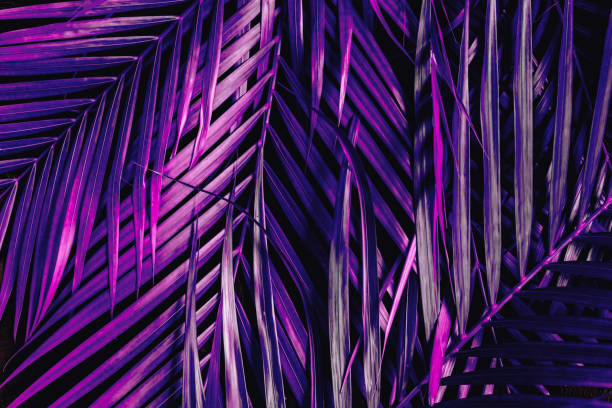 istock Creative tropical palm tree leaf background painted in purple dark color. Creative background for design. 2157107784