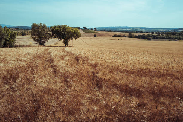 Scenic agricultural field of wheat