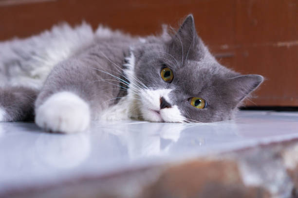 White gray cat in a house