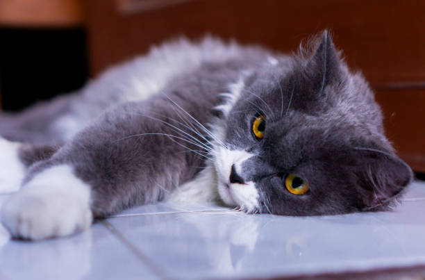 A gray Persian cat posing in front of the camera in various positions
