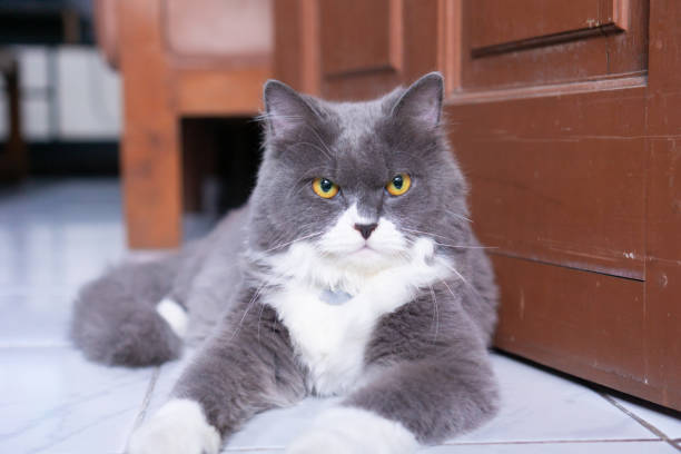 A gray Persian cat posing in front of the camera in various positions