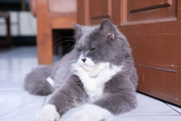 A gray Persian cat posing in front of the camera in various positions