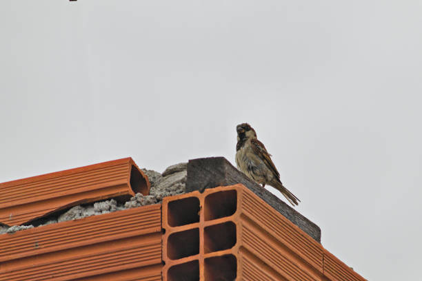 istock sparrow perched on top of an unfinished brick wall. 2157113608