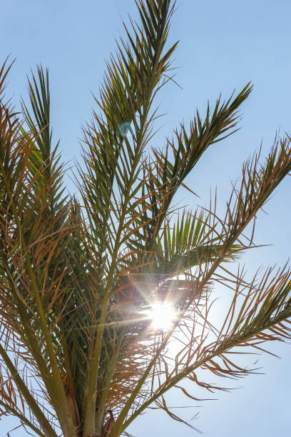 istock Palm tree on the background of a blue sunny sky 2157116882