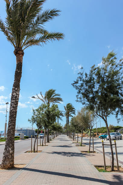 istock Palm tree on the background of a blue sunny sky 2157116886